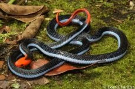 snake snake