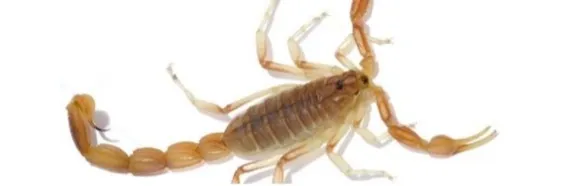 scorpion scorpion