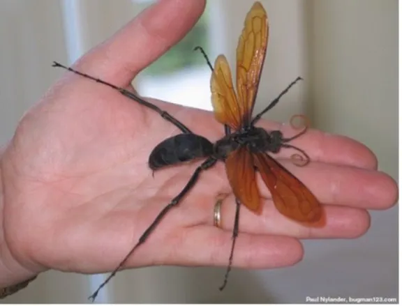 wasp wasp