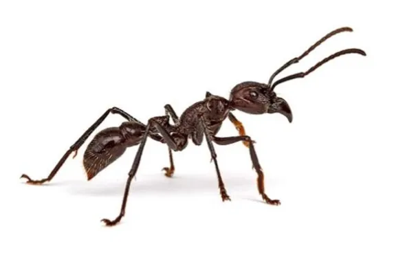 ant ant