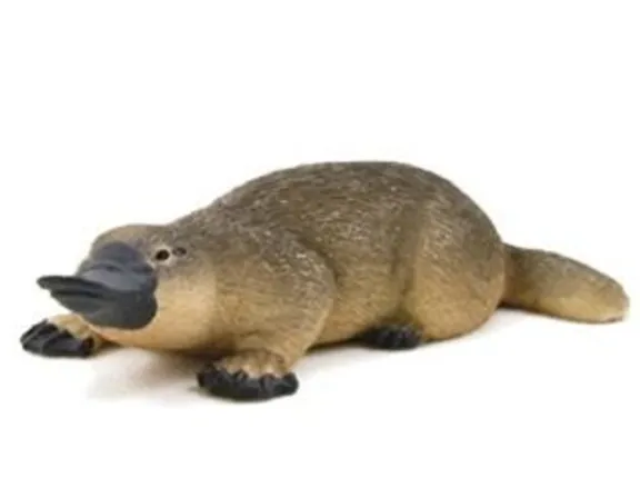 platy platy