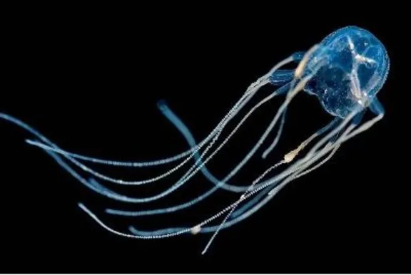 jelly jelly