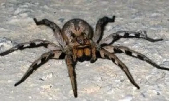 spider spider