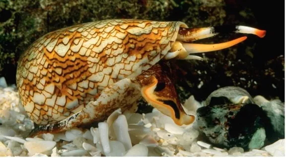 conus conus